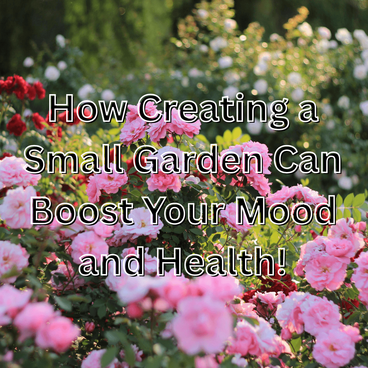 How Creating a Small Garden Can Boost Your Mood and Health