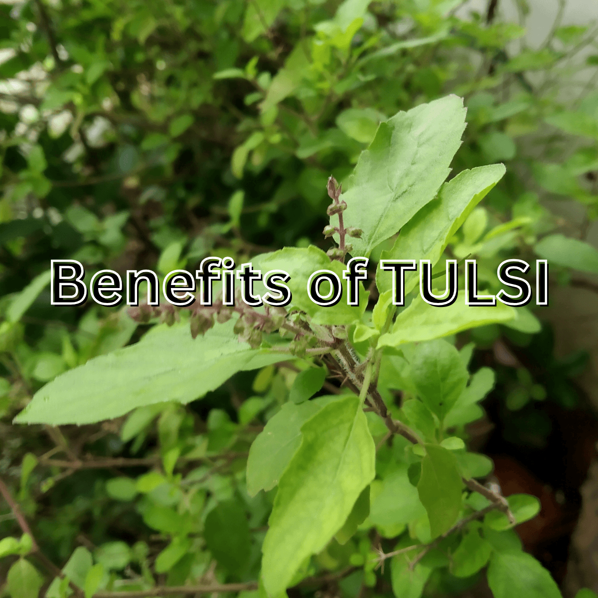 Benefits of Consuming Tulsi Leaves Daily for Health and Immunity
